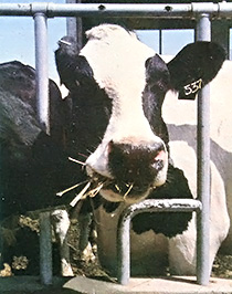 Raising Dairy Cows, Part III Image